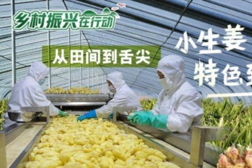 乡村振兴在行动——从田间到舌尖 小生姜闯出特色致富路